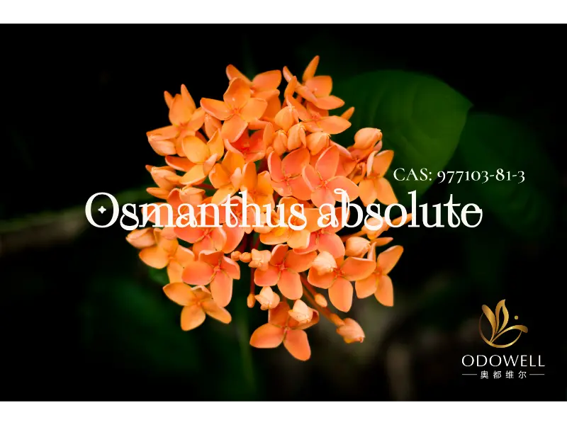 Osmanthus Absalóideach - Síniú Nádúrtha ODOWELL le haghaidh Bláthanna Oirthearacha Galánta